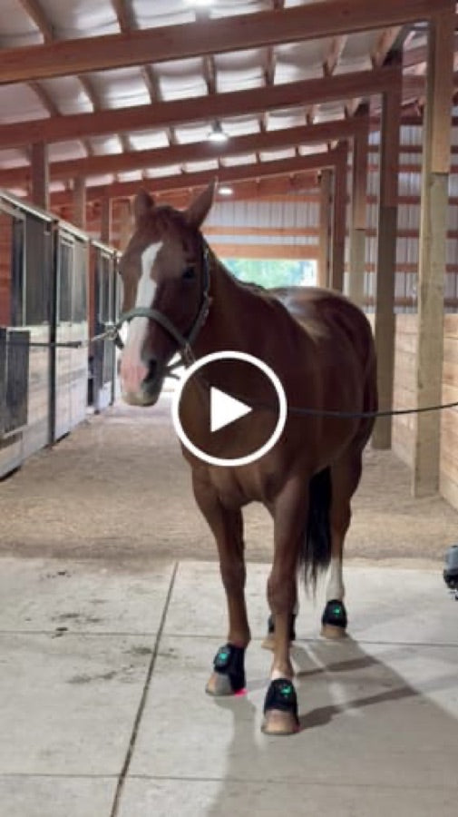 Customer video review of Haldrow™ Red Light Leg Wrap for Horses