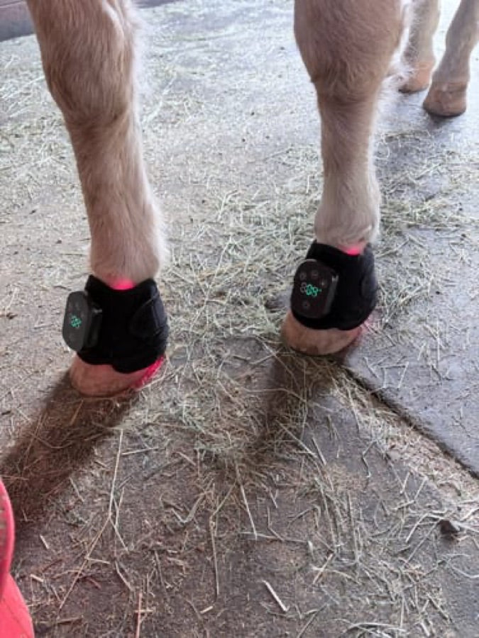 Customer's black Haldrow Haldrow Leg Wrap wraps applied to a pony's front legs in a stable.