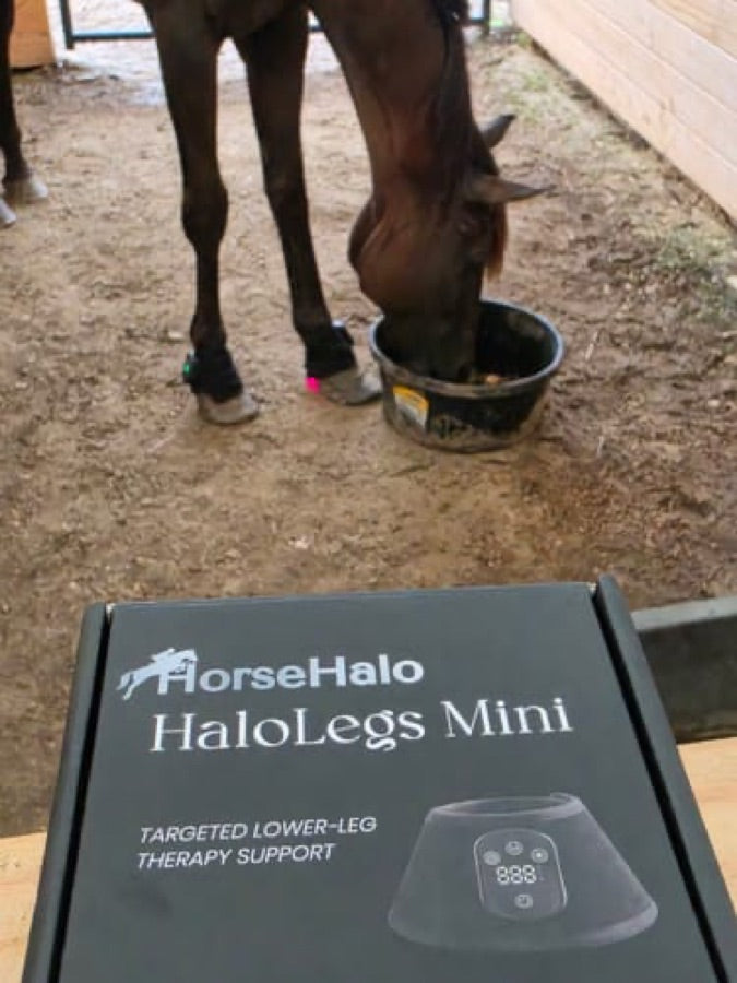 Customer's Haldrow Haldrow Leg Wrap box shown in front of a horse wearing the leg wraps while eating from a bucket.