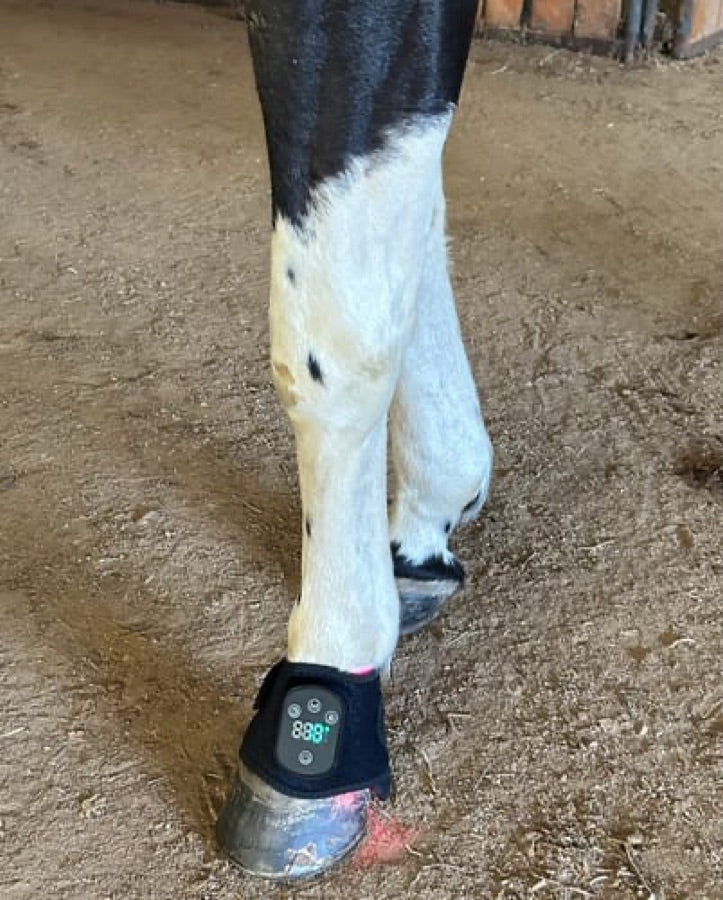Customer's black Haldrow Haldrow Leg Wrap wrapped around a horse's lower leg, showing the glowing display.