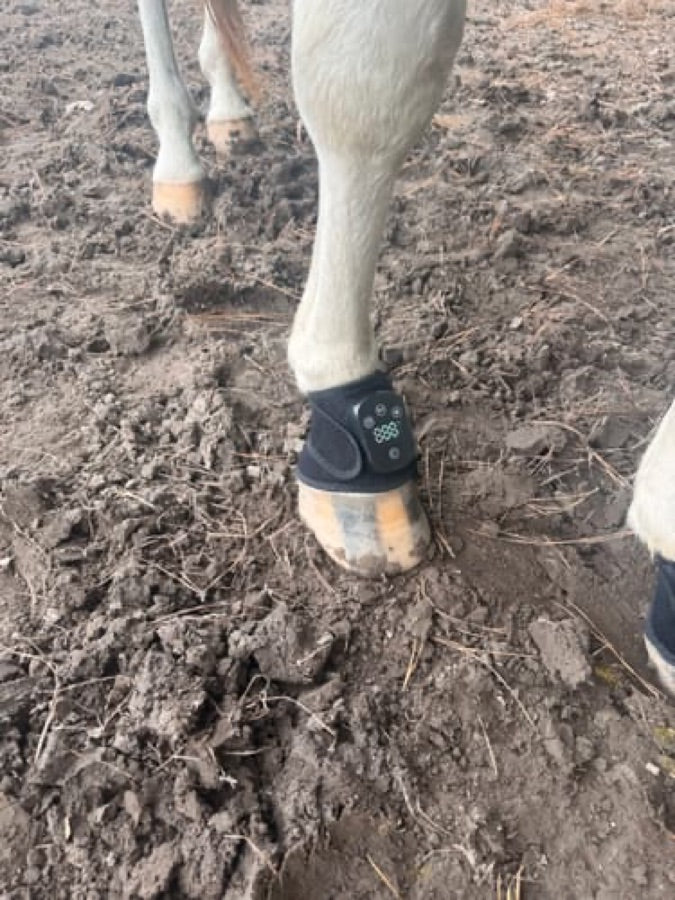 Customer's black Haldrow™ Red Light Leg Wrap for Horses wrapped on a horse's lower leg in a muddy pasture.