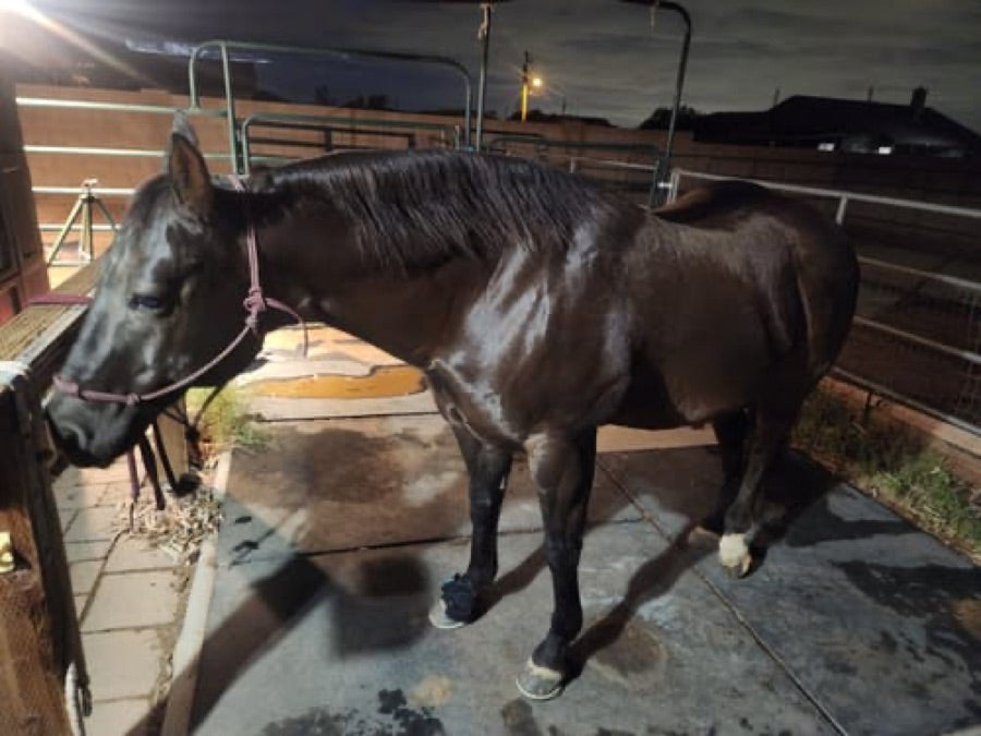 Customer's horse wearing a Haldrow Haldrow Leg Wrap wrap on one leg while standing in an outdoor stall at night.