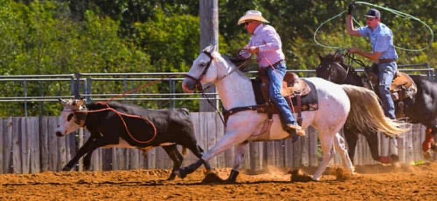 Customer's horse wearing Haldrow Haldrow Leg Wrap during a roping practice in an arena.