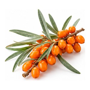 Sea Buckthorn