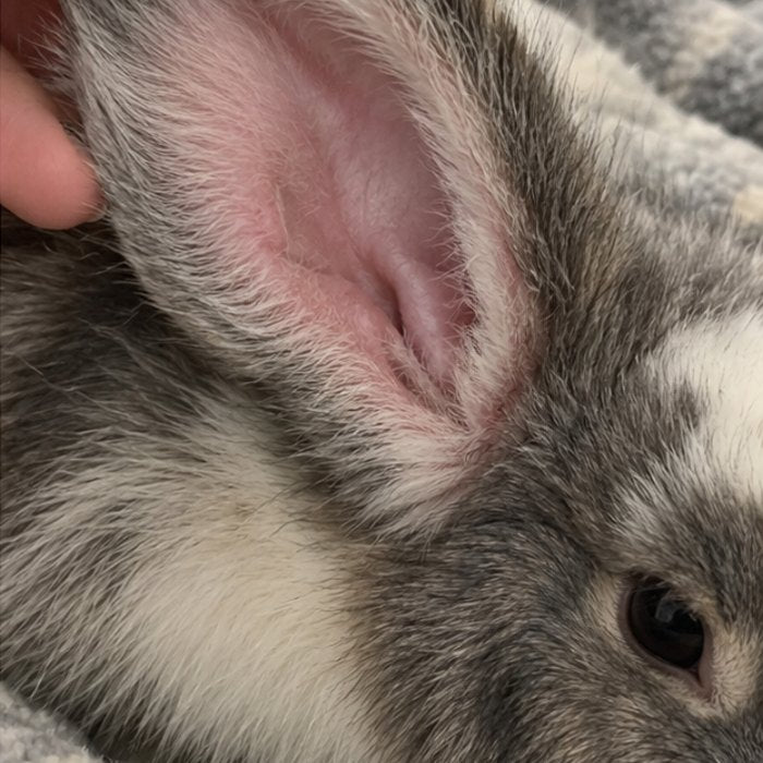 Clean rabbit ear after 21 days of BunEar