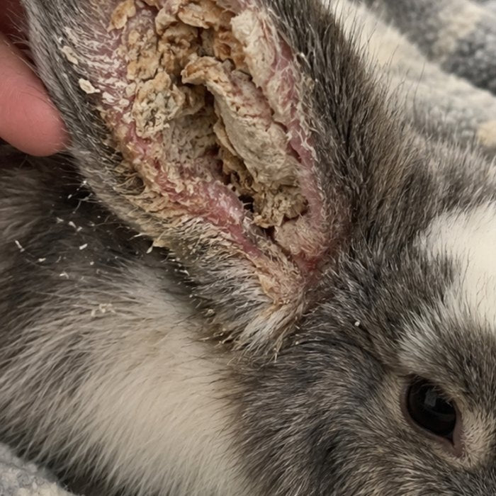 Rabbit ear with ear mite crusts before BunEar