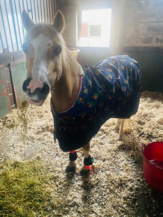 Customer's horse wearing black Haldrow Haldrow Leg Wrap wraps on its lower legs while standing in a stable.