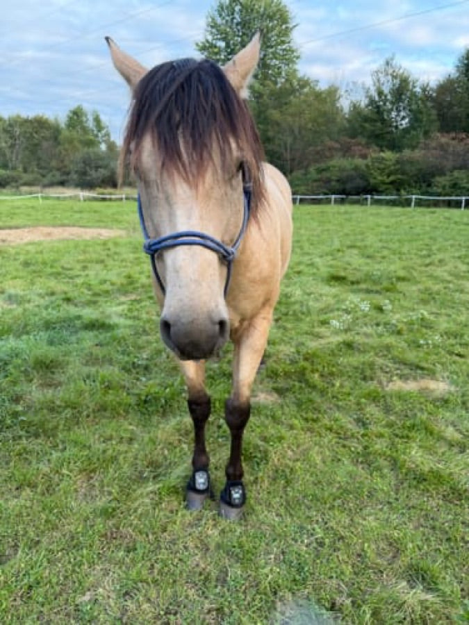 Customer's horse wearing black Haldrow Haldrow Leg Wrap wraps while standing in a grassy field.