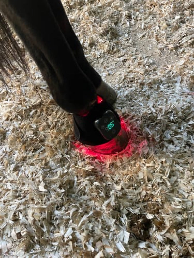 Customer's Haldrow Haldrow Leg Wrap wrapped around a horse's lower leg, emitting a glowing red light in a stable.