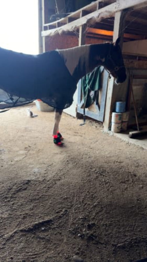 Customer's horse wearing a Haldrow Haldrow Leg Wrap wrap on its lower leg while standing in a stable.