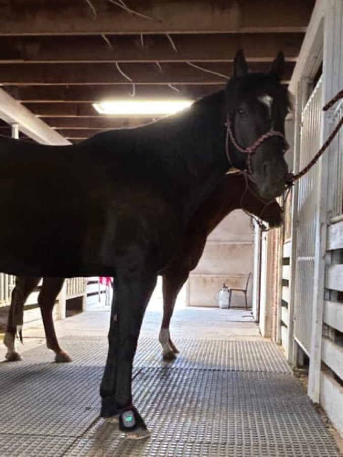 Customer's dark horse standing in a stall, wearing a Haldrow Haldrow Leg Wrap wrap on its lower leg.