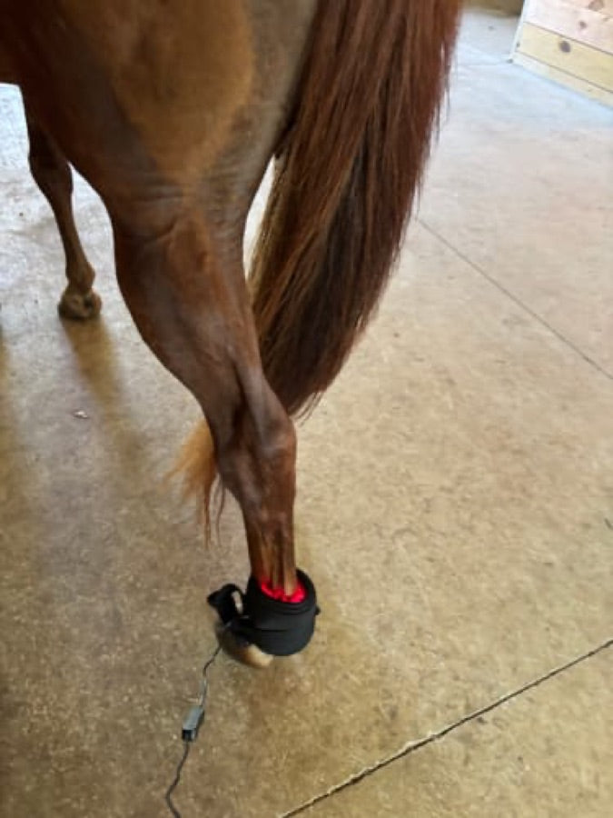 Customer's Haldrow Haldrow Leg Wrap wrapped around a horse's lower leg, showing the bright red light.